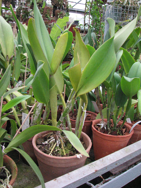 Potinara Haw Yuan Gold 'YC#2' фото.jpg