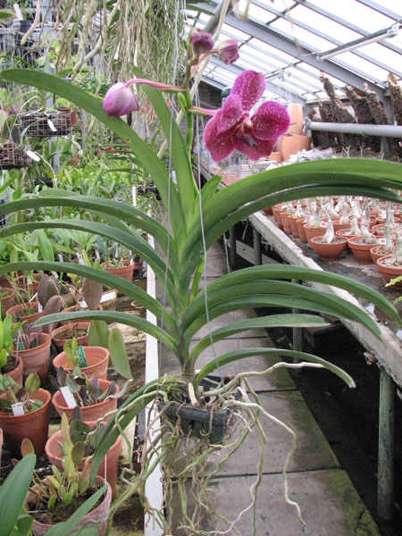 Vanda Kasem's Delight x Vanda Patcharee's Delight в полный рост.jpg