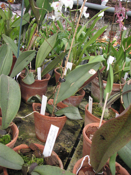 Oncidium Papilio фото.jpg