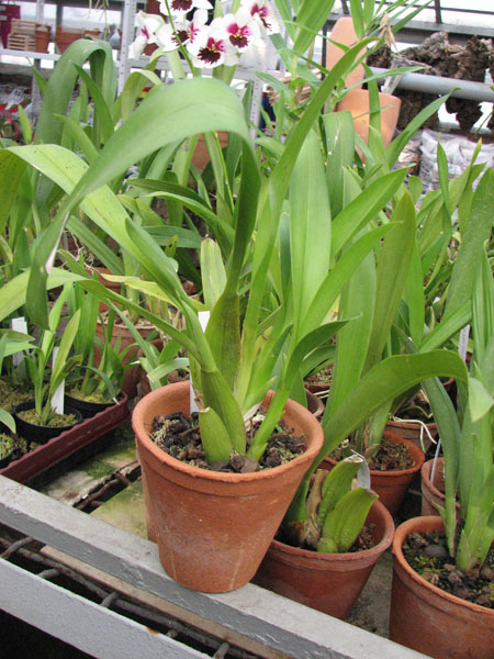 Beallara Marfitch Howard's Dream 'Red Fox'.jpg