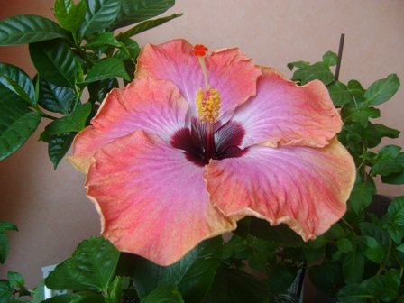 DSC02755.JPG