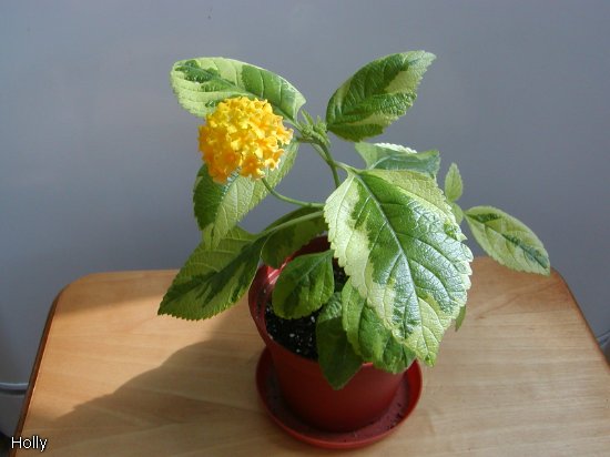 Lantana camara var.c.jpg