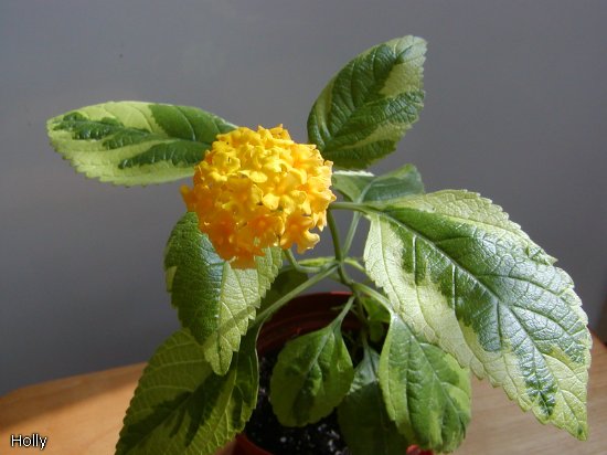 Lantana camara var.b.jpg