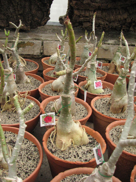 Adenium Red Harry.jpg