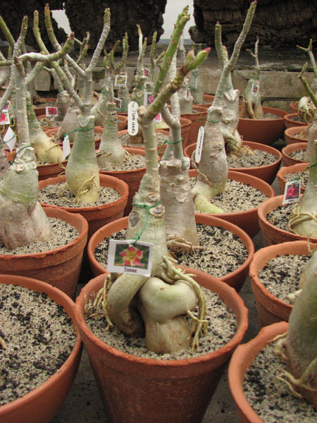 Adenium Topaz.jpg