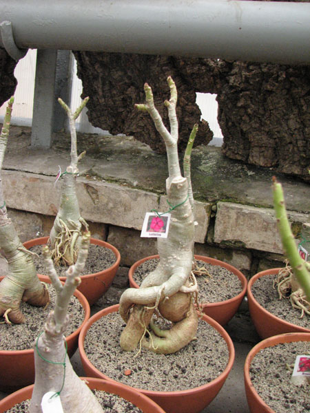 Adenium Lustering.jpg