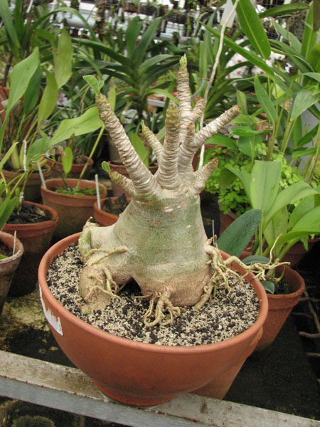 Adenium dwarf bonsai.jpg