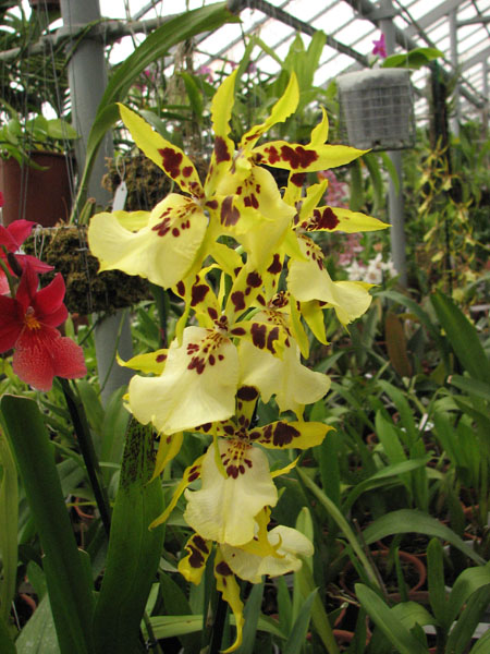 Brassidium Fly Away 'Miami'.jpg