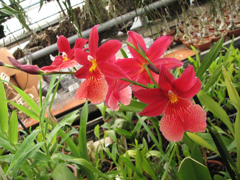 Burrageara Nelly Isler 'Swiss Beauty'.jpg