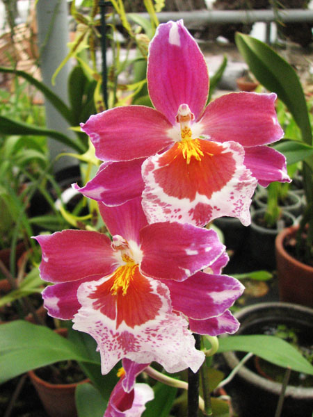 Vuylstekeara Cambria 'Plush'.jpg