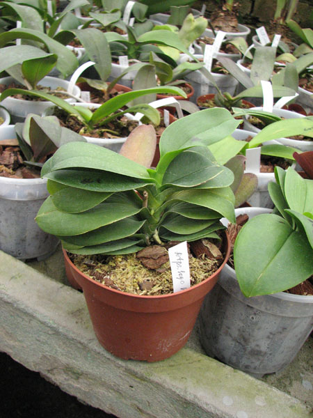 Doritaenopsis Sogo Vivien.jpg