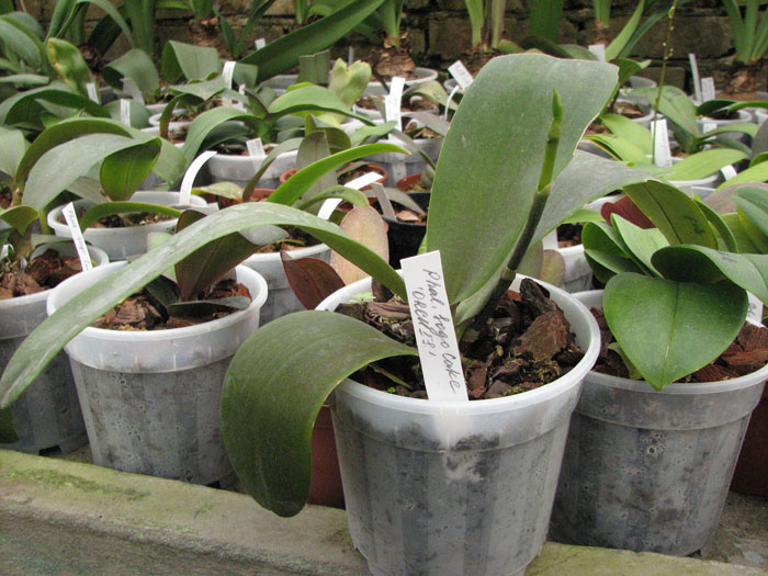 Phalaenopsis Sogo Cake фото.jpg