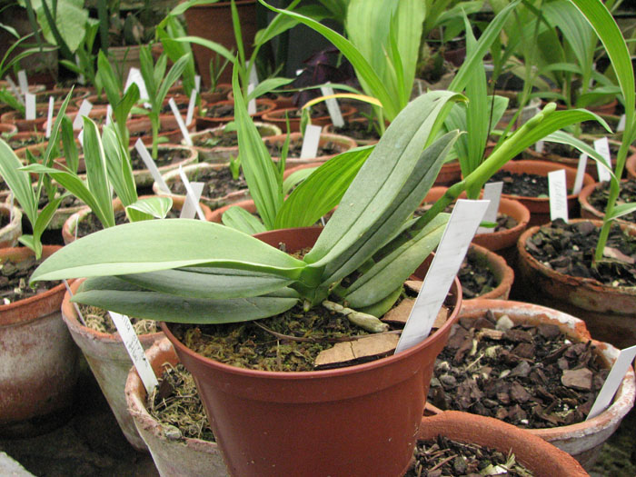 Doritaenopsis Meidarland Annaberry 'Meidarland' фото.jpg