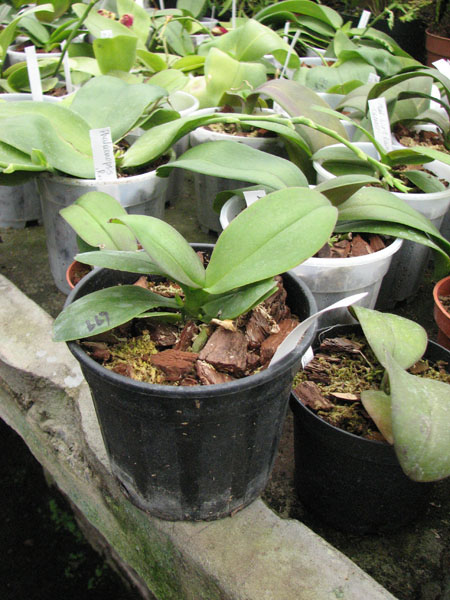 Phalaenopsis Liu's Rainbow 'ORCHIS' фото.jpg