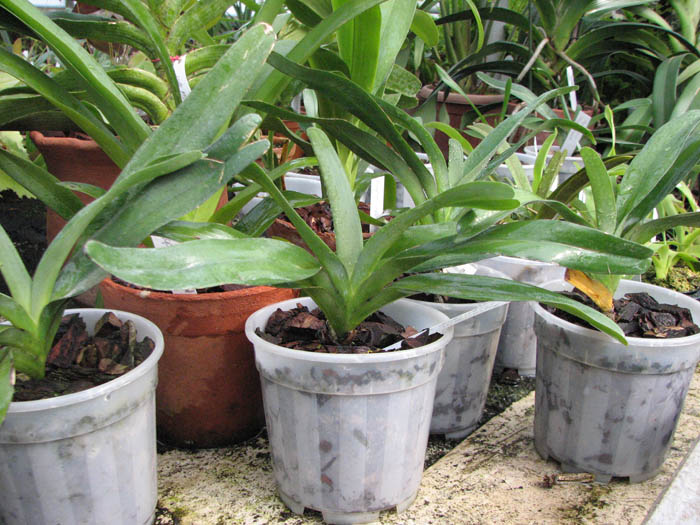 Магазин орхидей orchids.in.ua