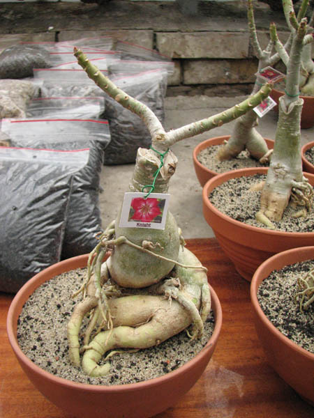 Магазин орхидей orchids.in.ua