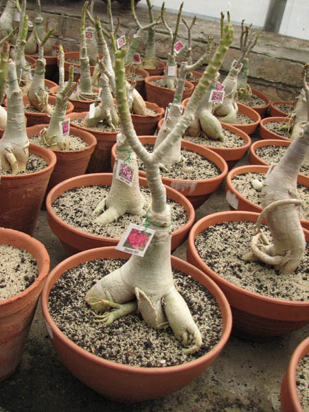 Магазин орхидей orchids.in.ua