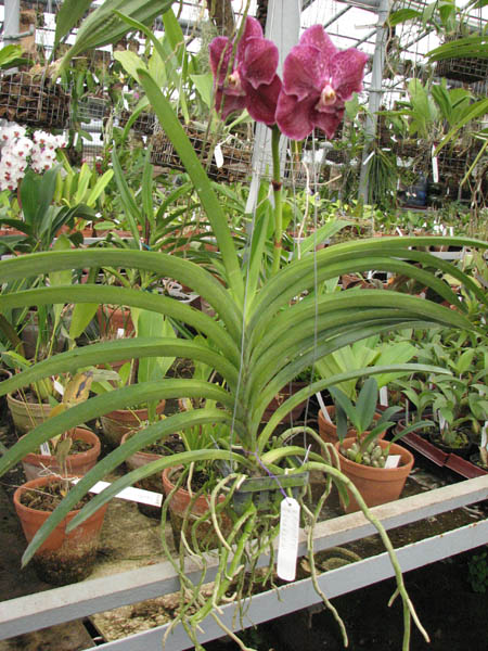 Магазин орхидей orchids.in.ua