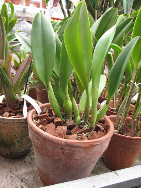 Магазин орхидей orchids.in.ua