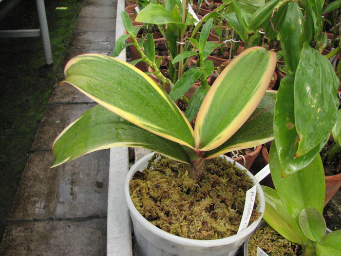 Магазин орхидей orchids.in.ua