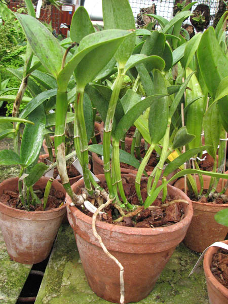 Магазин орхидей orchids.in.ua