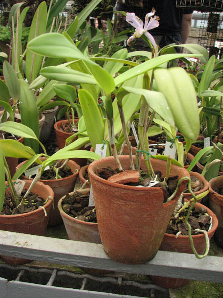 Магазин орхидей orchids.in.ua