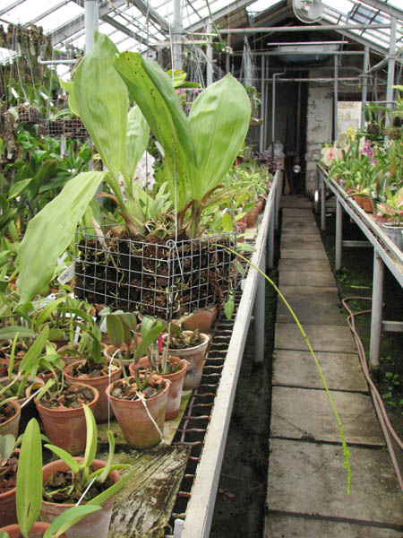 Магазин орхидей orchids.in.ua