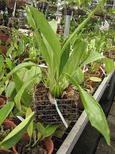 Магазин орхидей orchids.in.ua