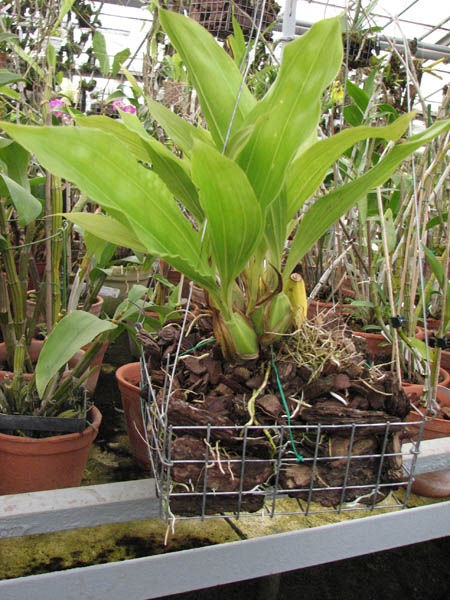 Магазин орхидей orchids.in.ua