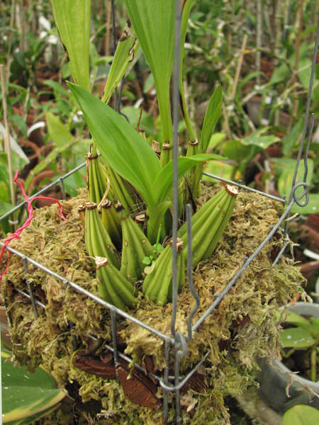 Магазин орхидей orchids.in.ua