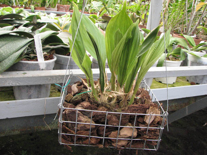 Магазин орхидей orchids.in.ua