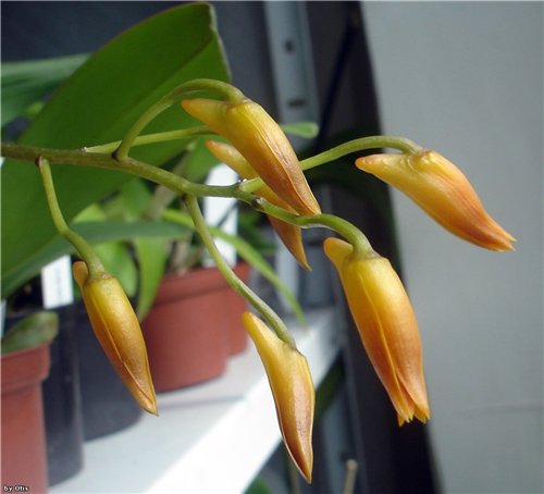 Bifrenaria aureofulva цветение