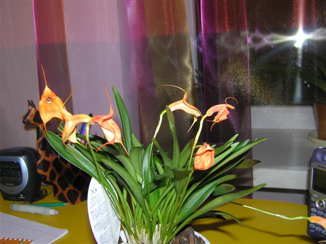 Masdevallia цветение