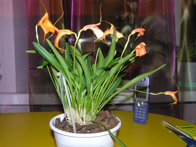 Орхидея Masdevallia фото