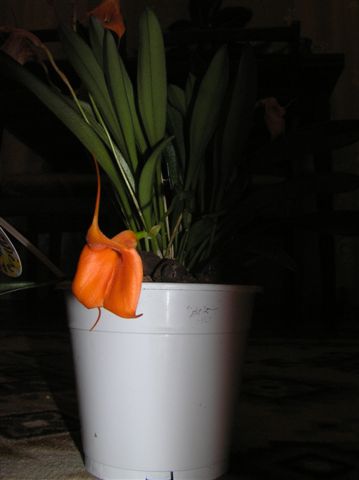 Орхидея Masdevallia фото