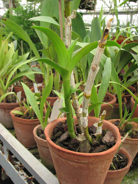 Dendrobium Kultana Fancy Red.jpg