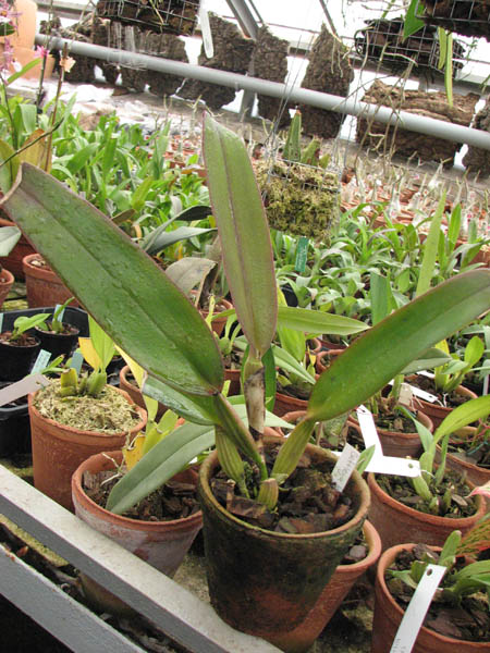 Cattleya labiata dark x dark.jpg