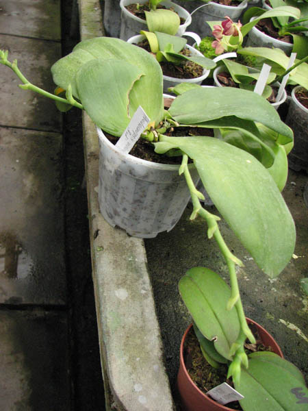 Магазин орхидей orchids.in.ua