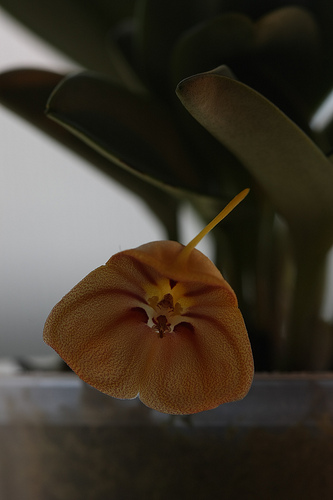 Орхидея Masdevallia rodolfoi фото