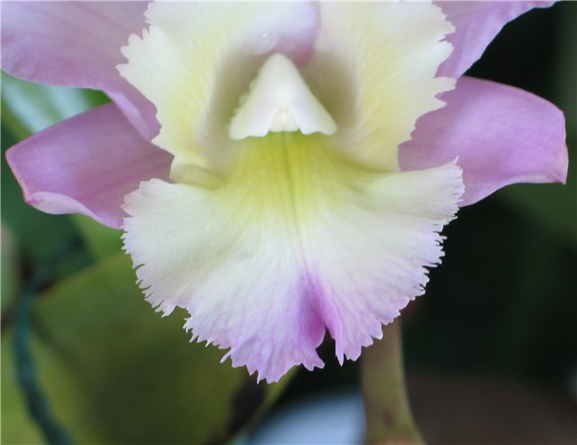 Орхидея Brassocattleya Cynthia (digbyana x C.walkeriana) фото