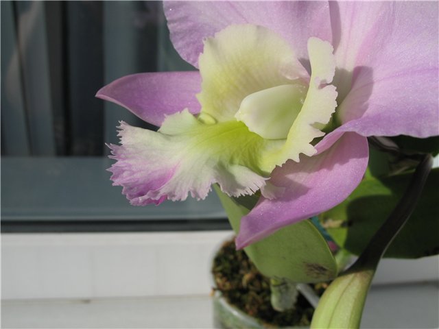 Орхидея Brassocattleya Cynthia (digbyana x C.walkeriana) фото