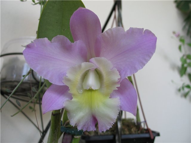 Орхидея Brassocattleya Cynthia (digbyana x C.walkeriana) фото