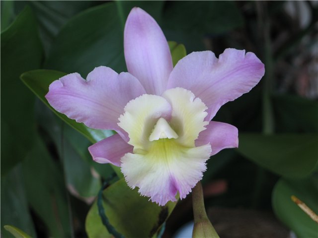 Орхидея Brassocattleya Cynthia (digbyana x C.walkeriana) фото