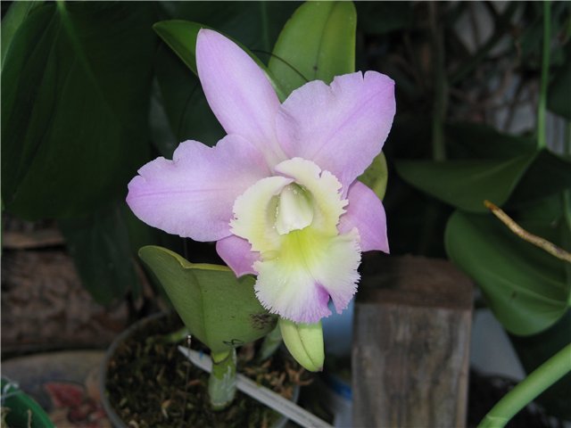 Орхидея Brassocattleya Cynthia (digbyana x C.walkeriana) фото