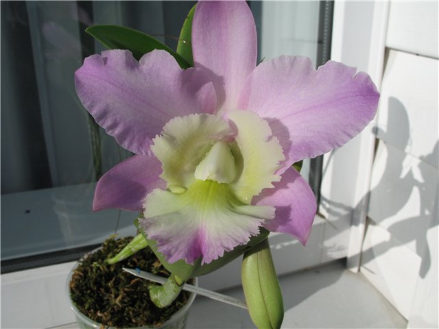 Орхидея Brassocattleya Cynthia (digbyana x C.walkeriana) фото