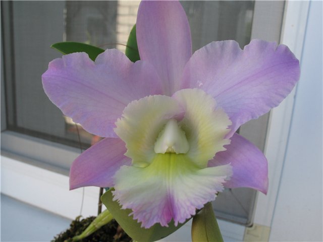 Орхидея Brassocattleya Cynthia (digbyana x C.walkeriana) фото