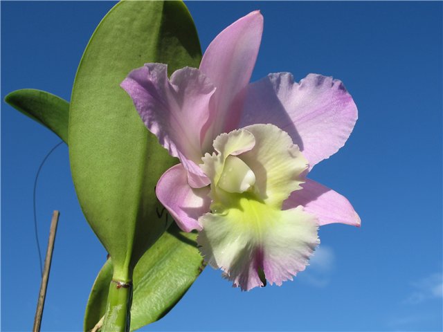 Орхидея Brassocattleya Cynthia (digbyana x C.walkeriana) фото