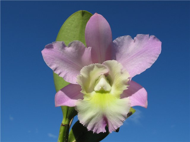 Орхидея Brassocattleya Cynthia (digbyana x C.walkeriana) фото