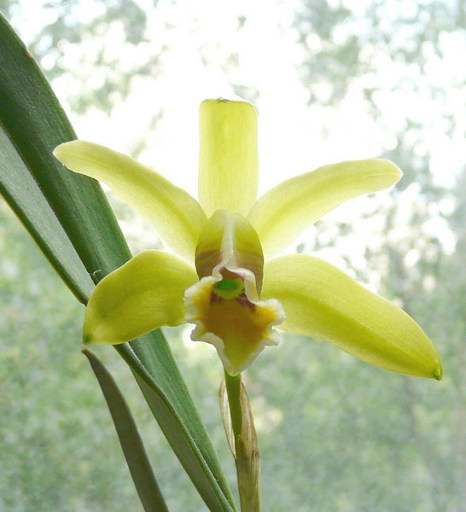 Орхидея Cattleya luteola фото