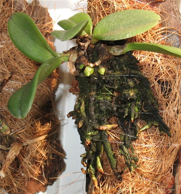 Cattleya luteola